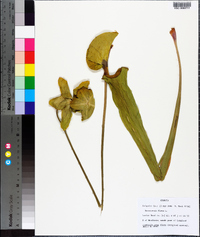 Sarracenia flava image