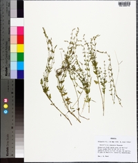 Scutellaria racemosa image