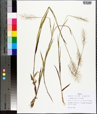 Panicum erectifolium image