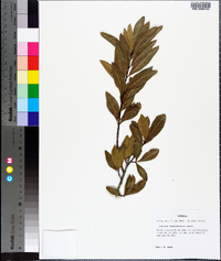 Quercus hemisphaerica image