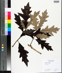 Quercus lyrata image