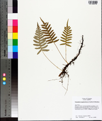 Polypodium appalachianum image