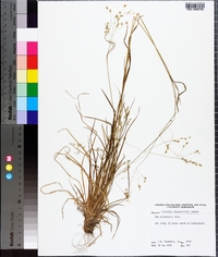 Poa autumnalis image