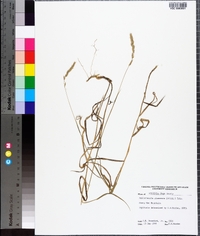 Muhlenbergia glomerata image