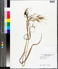 Bromus diandrus image