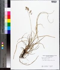 Poa cuspidata image