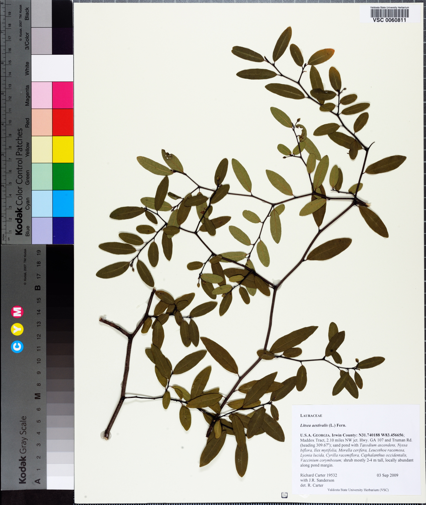 Litsea aestivalis image