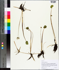 Hydrocotyle umbellata image