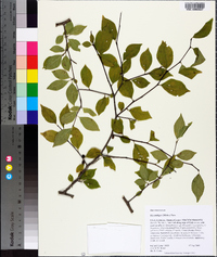 Ilex ambigua image