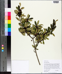 Ilex myrtifolia image