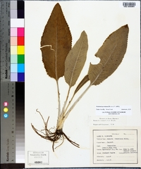 Packera tomentosa image