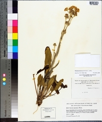 Packera tomentosa image