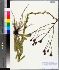 Carphephorus tomentosus image