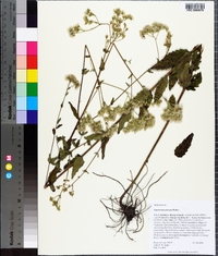 Eupatorium pilosum image