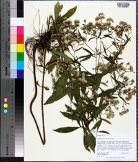 Eupatorium semiserratum image