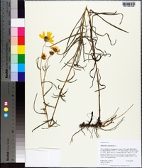 Helianthus angustifolius image