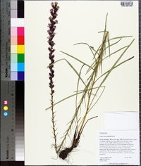 Liatris pilosa image