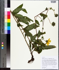 Silphium asteriscus image