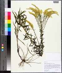 Solidago leavenworthii image