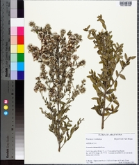 Vernonia chamaedrys image