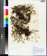 Utricularia purpurea image