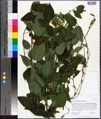 Desmodium glabellum image