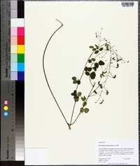 Desmodium marilandicum image