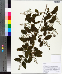 Ligustrum sinense image