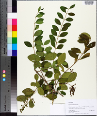 Ligustrum sinense image