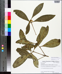 Osmanthus americanus image