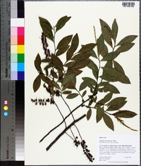 Leucothoe racemosa image