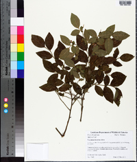 Vaccinium fuscatum image