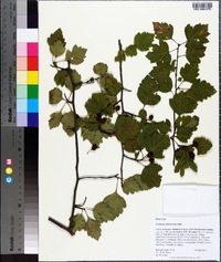 Crataegus pulcherrima image