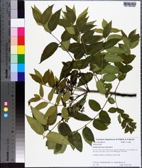Zanthoxylum clava-herculis image