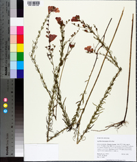 Agalinis fasciculata image