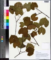 Vitis rotundifolia image