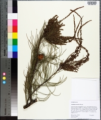 Taxodium ascendens image