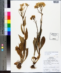 Senecio ampullaceus image