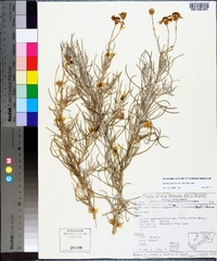 Senecio flaccidus image