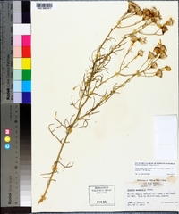 Senecio flaccidus image