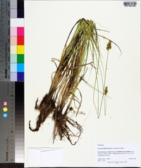 Carex fissa image