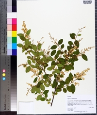 Ligustrum sinense image