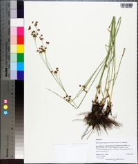 Rhynchospora globularis image