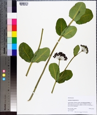 Asclepias amplexicaulis image