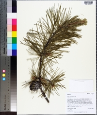 Pinus echinata image