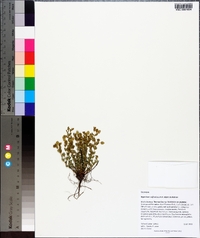 Hypericum suffruticosum image