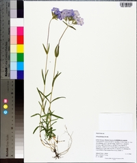 Phlox floridana image