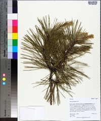 Pinus echinata image