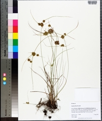 Cyperus filiculmis image