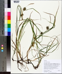 Carex louisianica image